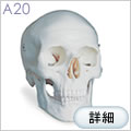 頭蓋骨模型A20