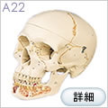 A22頭蓋骨模型、下顎開放型、3分解
