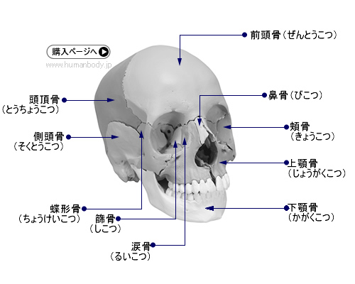 頭蓋骨を正面から見た図