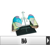 �l�̖͌^�E�x�A�C�ǎx