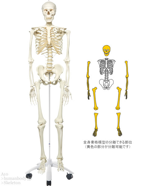 全身骨格模型A10の全体写真と分離の図解