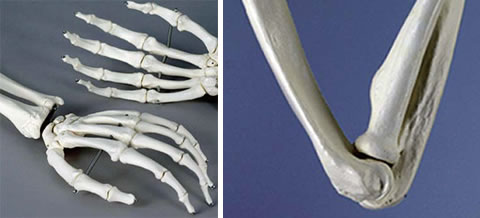 全身骨格模型A10の手の骨と肘関節はワイヤーで結束されている。