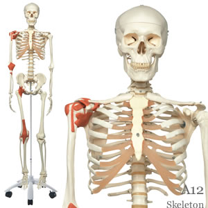 人体骨格模型 直立型レオ A12 人体全身骨格模型