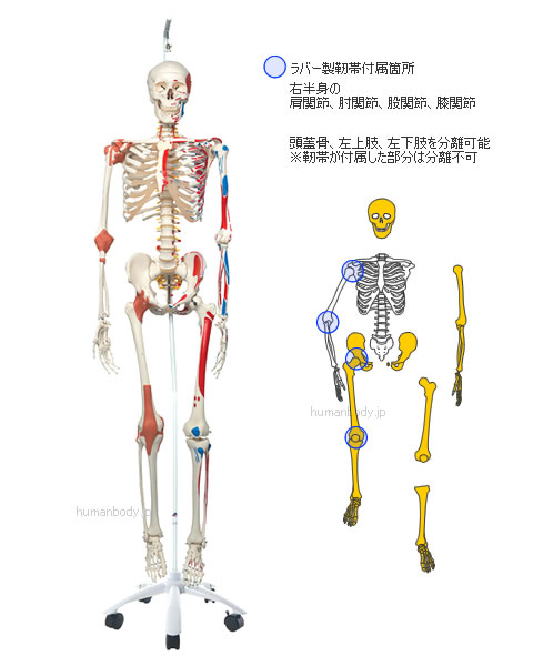 全身骨格模型A13/1は頭蓋骨、左上肢、下肢を分離できます。