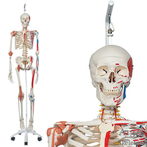 A13 人体全身骨格模型