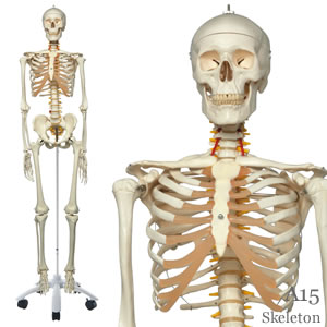 独特な 【送料無料】 等身大 人体骨格模型(脊髄、椎骨動脈付き) - 店舗 