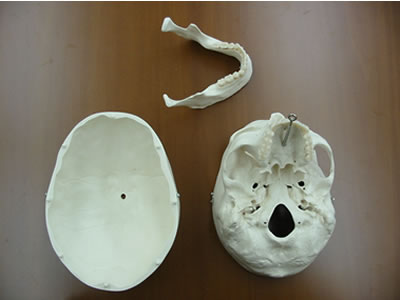 頭蓋骨模型A20、3分解の様子