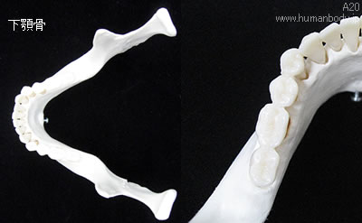 頭蓋骨模型A20の下顎骨