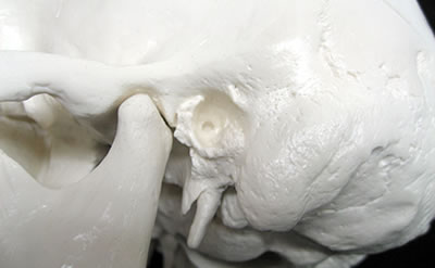 頭蓋骨模型A20の鍔関節部