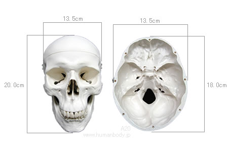 頭蓋骨模型A20のサイズ