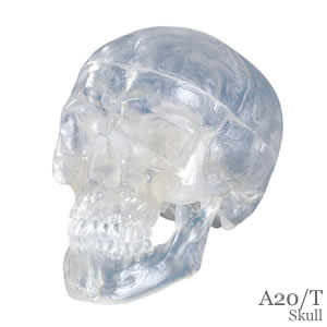 透明頭蓋骨模型A20/T