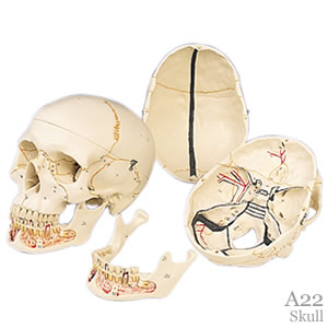 頭蓋骨模型・下顎開放型A22