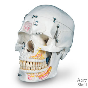 頭蓋骨模型、10分解デラックスA27