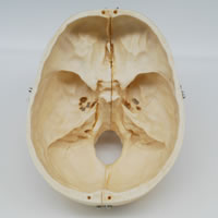 頭蓋骨模型の頭蓋底内部A281