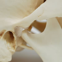 頭蓋骨模型の顎関節