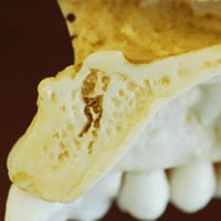 頭蓋骨模型の断面の様子