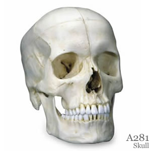 頭蓋骨模型　A281 頭蓋、高精度型6分解コンプリート模型