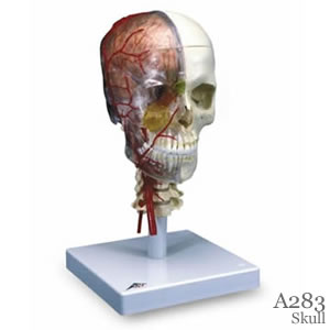 頭蓋骨模型・頭蓋、脳、頚椎付、半側透明7分解A283