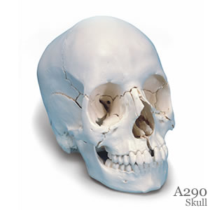 頭蓋骨模型22分解キット、ナチュラルカラー仕様A290