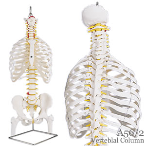脊柱可動型模型、胸郭、大腿骨付