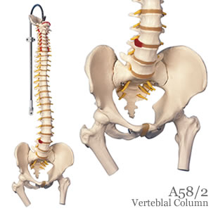 脊柱可動型模型、大腿骨付