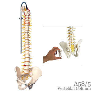 脊柱可動型模型、延髄、馬尾付