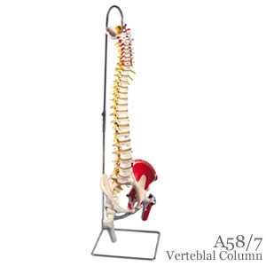脊柱可動型模型、延髄、馬尾、大腿骨、筋・起始/停止表示付