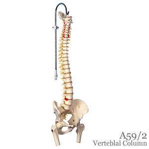 脊柱可動型模型、金属管使用タイプ、大腿骨付