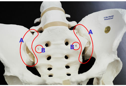 女性骨盤模型A61の仙腸関節分解の様子