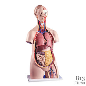 人体解剖模型B13