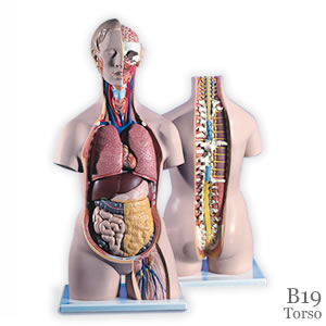 人体解剖模型B19
