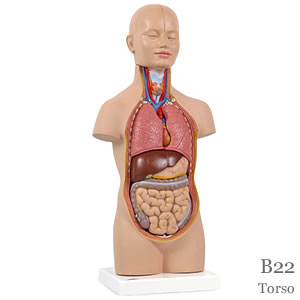 人体解剖模型B22