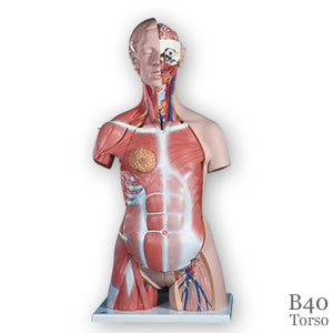 筋肉解剖模型B40