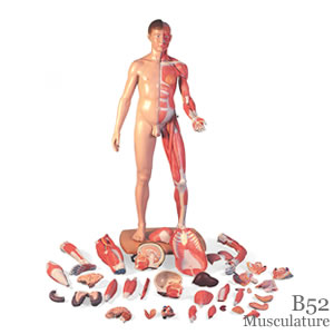 筋肉解剖等身大両性型39分解模型、アジア仕様B52