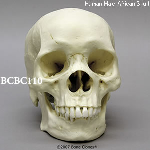 BCBC110 アフリカ人男性頭蓋骨模型