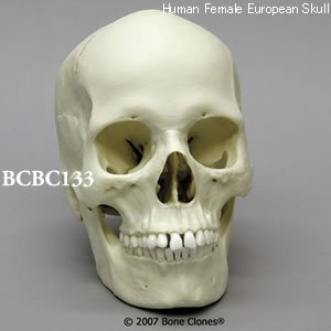 BCBC133 ヨーロッパ人女性頭蓋骨模型