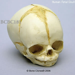 BCBC181 胎児頭蓋骨模型　32週