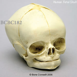 BCBC182 胎児頭蓋骨模型　40週