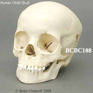 BCBC188 小児頭蓋骨模型　5才・頭蓋冠分離型