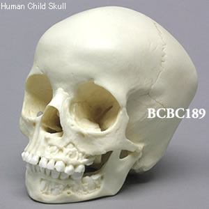 BCBC189 小児頭蓋骨模型　5才・顎開放離型