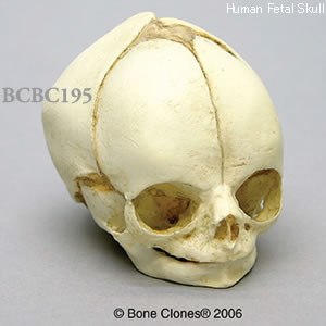 BCBC195 胎児頭蓋骨模型　29週