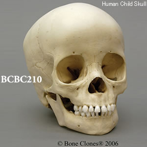 BCBC210 小児頭蓋骨模型　3才