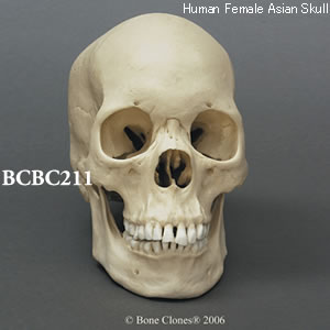 BCBC211 アジア人女性頭蓋骨模型