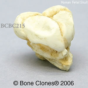 BCBC215 胎児頭蓋骨模型　13週