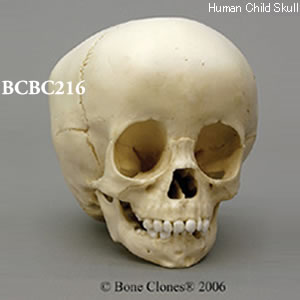 BCBC216 小児頭蓋骨模型　1．5才