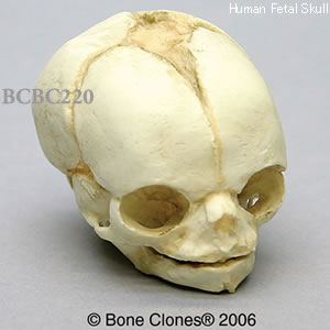 BCBC220 胎児頭蓋骨模型　21と2分の1週