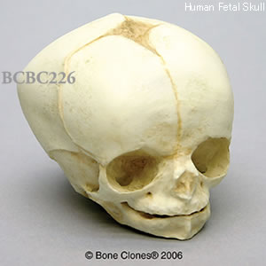 BCBC226 胎児頭蓋骨模型　34週