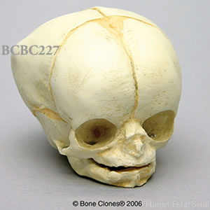 BCBC227 胎児頭蓋骨模型　35週