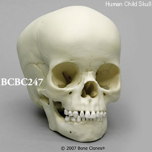 BCBC247 小児頭蓋骨模型　4才