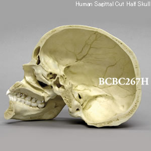 BCBC267H ナチュラルカラー正中矢状断頭蓋骨模型